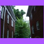 Between the Houses.jpg